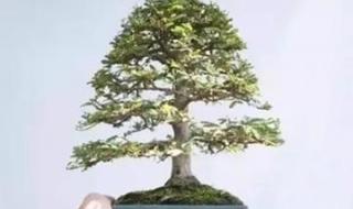 世界上最小的树