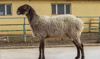 世界上最贵的羊