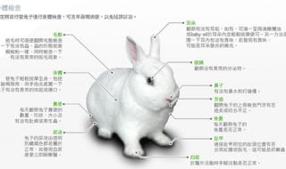 兔子是什么部位