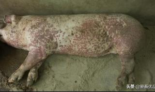 猪链球菌病治疗