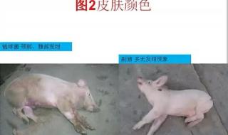 猪链球菌病治疗